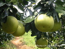 平和縣語欣園果業(yè)——優(yōu)質(zhì)生鮮水果產(chǎn)品與代理代辦服務(wù)指南